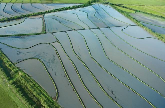 polja rize 1