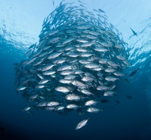 omega-3 masne kiseline