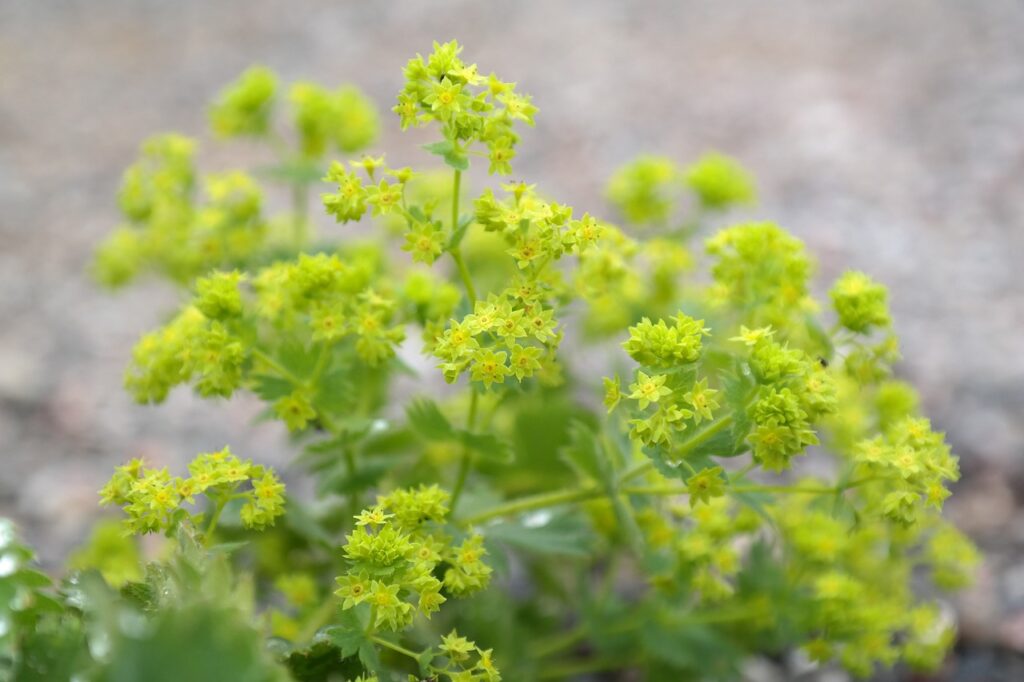 Alchemilla Vulgaris