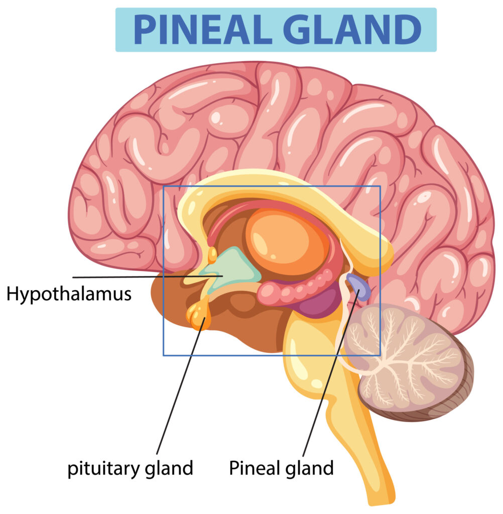 pinealna žlijezda