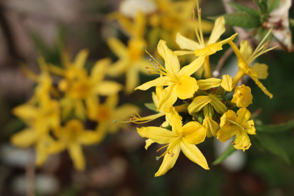 Ylang-ylang